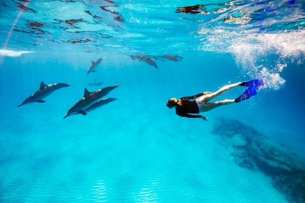 Swim with dolhpins | Travel Deal Finders