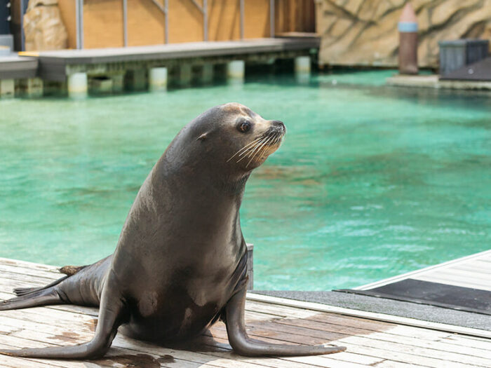 Sea World Resort 4 Nights with Unlimited Theme Park Entry - Image 29