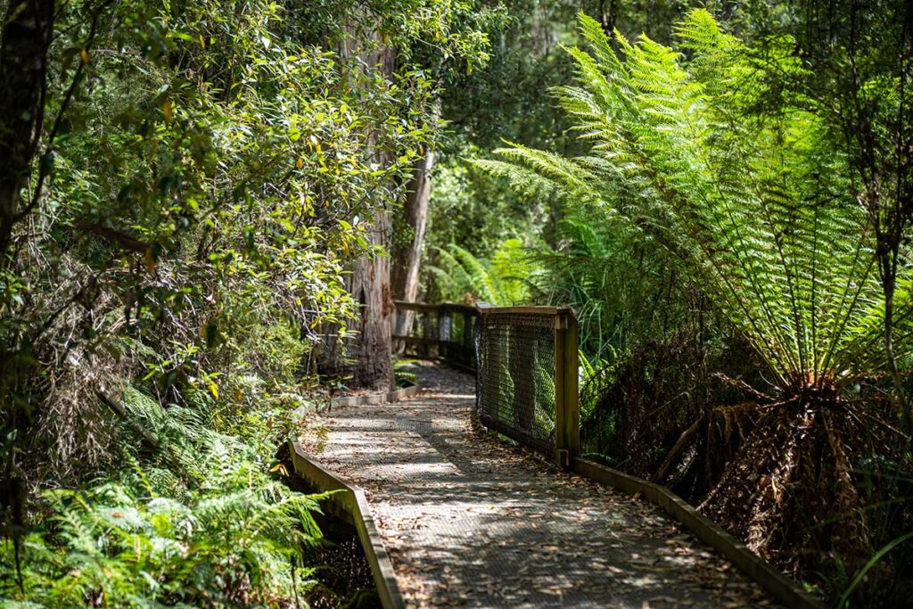 Boardwalk in the National Park in Tasmania