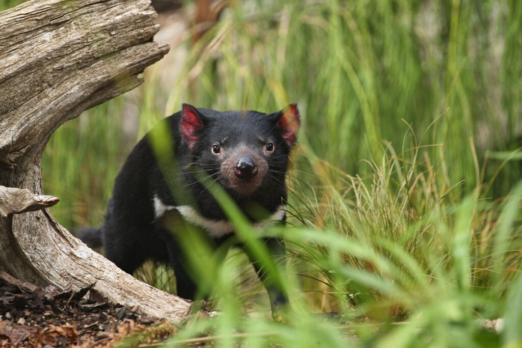 Cradle Mountain NP wildlife - Tasmanian devil